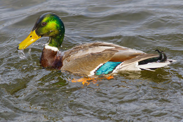 A wild duck mallard splashes in the water of a forest lake.