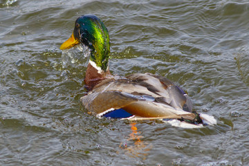 A wild duck mallard splashes in the water of a forest lake.
