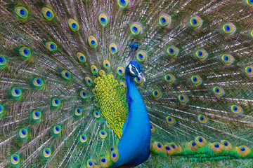 Obraz premium A bright peacock walks along the grass and shows his beautiful plumage.