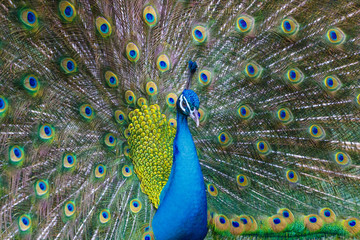 Obraz premium A bright peacock walks along the grass and shows his beautiful plumage.