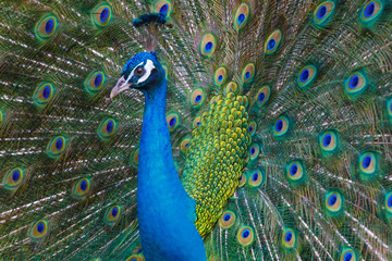 Fototapeta na wymiar A bright peacock walks along the grass and shows his beautiful plumage.
