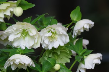 クリスマスローズ　八重咲