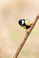 Great tit Parus major sitting on a branch. Blurred background with telephoto lens.