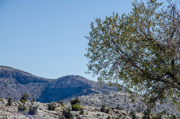 View on mountains in Oman with bush in foreground