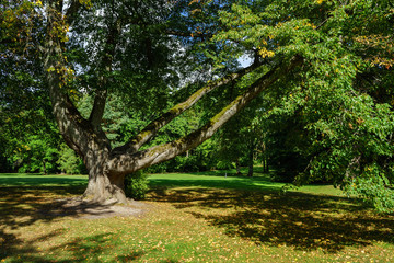 Fototapeta premium Botanical Garden Palanga, linden