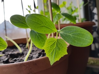 Młoda roślina ogórka