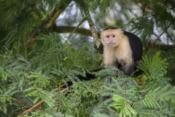 White-faced Capuchin - Cebus capucinus, beautiful bronw white faces primate from Costa Rica forest.