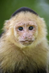 White-faced Capuchin - Cebus capucinus, beautiful bronw white faces primate from Costa Rica forest.