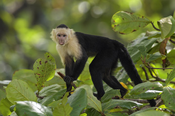 White-faced Capuchin - Cebus capucinus, beautiful bronw white faces primate from Costa Rica forest.