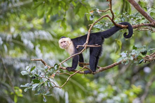 White-faced Capuchin - Cebus capucinus, beautiful bronw white faces primate from Costa Rica forest.