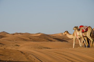 Camels walking through Wahiba sands desert in Oman