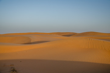 Sand dunes with wind pattern in Wahiba sands desert in evening light