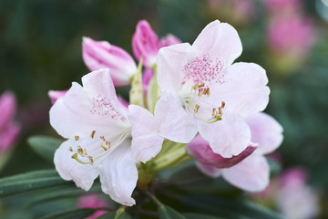 石楠花の花　アカボシシャクナゲ
