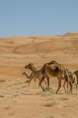 Fototapeta premium Camels walking through Wahiba sands desert in Oman