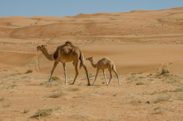 Camels walking through Wahiba sands desert in Oman