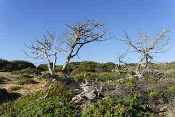 Felsküste am Atlantik , Algarve, Portugal, Europa