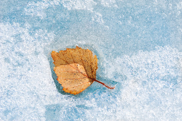Yellow autumn leaf on the blue ice