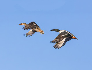 Northern Shoveler Pair in Flight