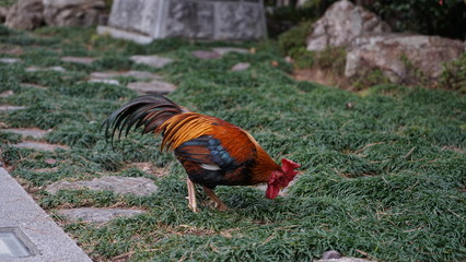 Fototapeta premium 高知大神宮で優雅に餌をついばむ鶏