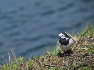 a water wagtail / 水辺の小鳥 - ハクセキレイ