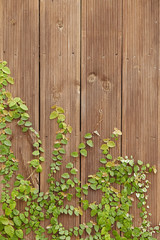 wooden fence