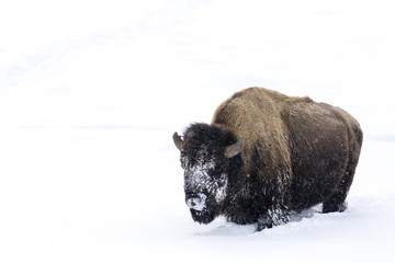 bison bull with snowy face stands in white background © sbthegreenman