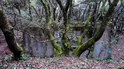 Abandoned Houses in a Forrest, German Atlantic Wall, Southern France