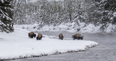 bison herd at snowy bend in the forested yellowstone river © sbthegreenman