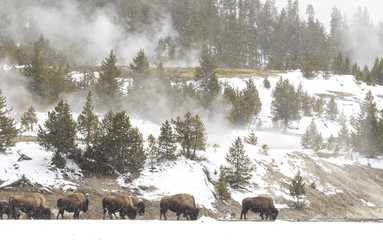 bison herd feeding in snow and steam landscape in yellowstone - 198836150