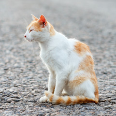 Portrait of a stray cat. White and red cat sitting alone on the road, a lot of space for text, copyspace. Red cat squinting.  Sunset, backlight