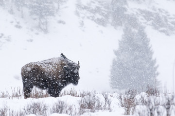 magpie perched on bison in a blizzard - 198836759