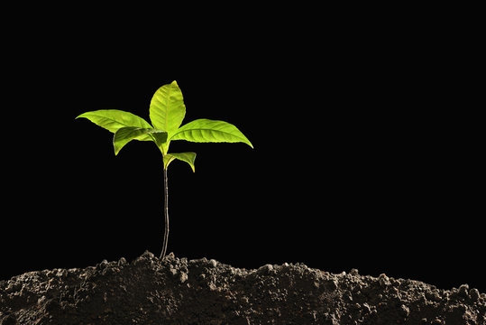 Green sprout growing out from soil isolated on black background