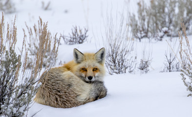 red fox curled in snow staring - 198836992