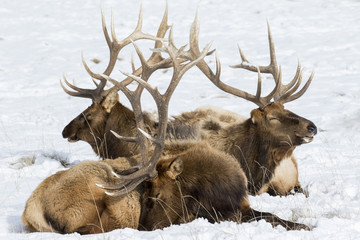 Three antlered elk resting in pattern - 198837151