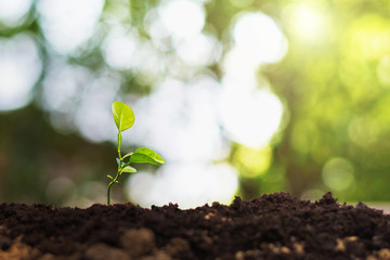 plant sapling growing with sunlight