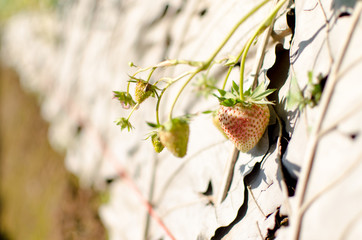 Closed up Fresh Young Strawberry in a farm.