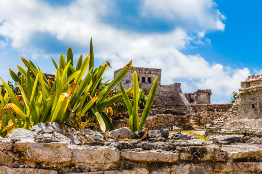 Agave plant on the old ruined wall with ancient Mayan temple in the background, Tulum, Yucatan, Mexico