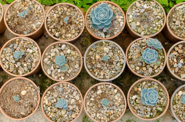 Top View of a Pattern Small Cactus or Succulent mini Plant on Pots in a Garden.