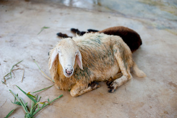 Ancient building at Ayutthaya World Heritage site, Thailand. Thailand is known as a country of smile.