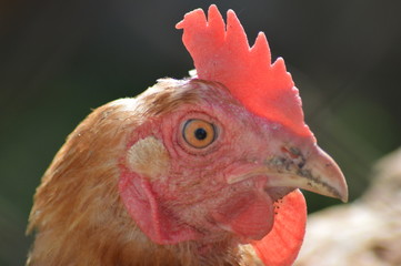 chicken