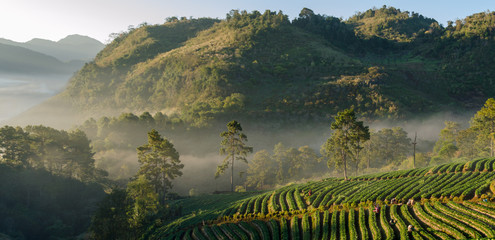 A Landscape View near Strawberry farms Farm at Doi Ang Khang in the Morning with Fog Passing...