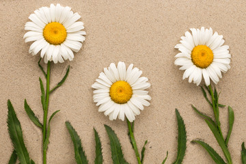 Fototapeta na wymiar Conceptual image of yellow and white daisies growing from sand.