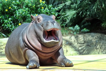 hippo