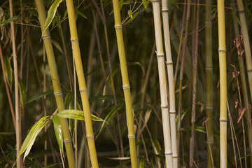 Obraz premium bamboo forest