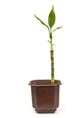 Yucca plant in pot isolated on white