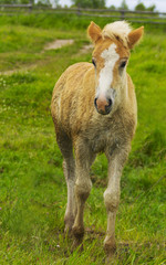 The funny palomino foal is stepping in a countryside. The little cub of a horse is on free-ranging in a field. The horsey is on a freedom on the pasture. The dirty pet is walking in a summer day.
