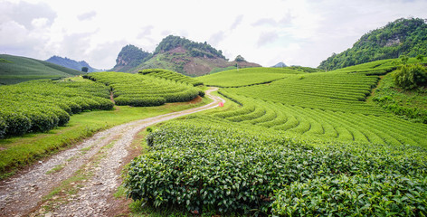 Obraz premium Tea platation in Northern Vietnam