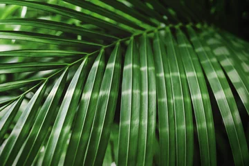 Crédence de cuisine en verre imprimé Palmier Feuille de palmier tropical vert avec fond de lumière du soleil