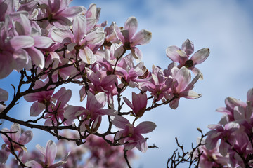 Spring flowers magnolia blossom tree on a bright sunny day