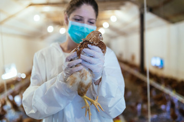 Veterinarian holding a chick in chicken farm. 